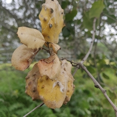 Aceria mackiei