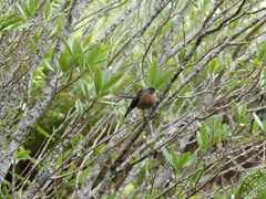 Rhipidura fuliginosa penita