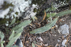 Pleopeltis lepidopteris