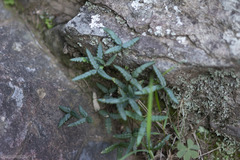 Doryopteris triphylla