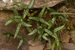 Doryopteris triphylla