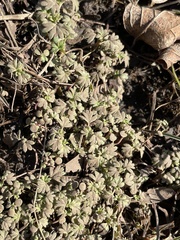 Angiospermae