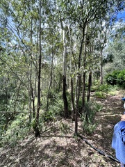 Corymbia tessellaris