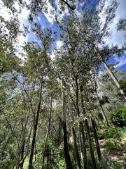 Corymbia tessellaris