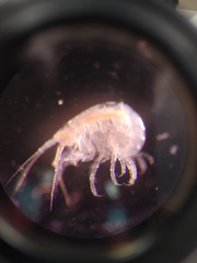 Stenothoidae