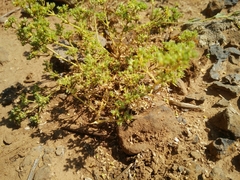 Scleranthus orientalis