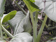 Synandrospadix vermitoxicus