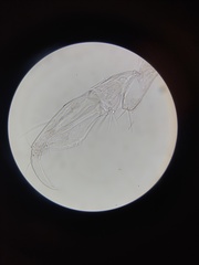 Stenothoidae