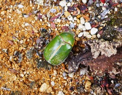 Stethaspis suturalis