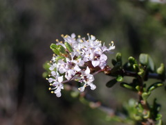 Ceanothus ophiochilus