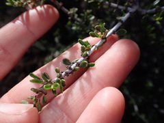 Ceanothus ophiochilus