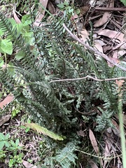 Blechnum parrisiae