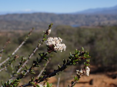 Ceanothus ophiochilus