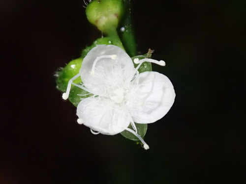 Callisia gracilis (Callisia gracilis)