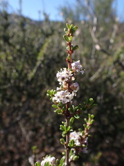 Ceanothus ophiochilus