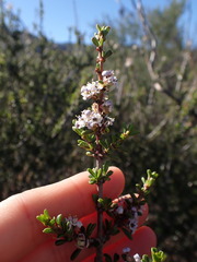 Ceanothus ophiochilus