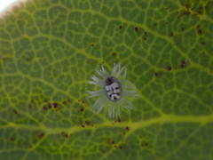 Trialeurodes corollis