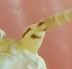 Oecanthus celerinictus