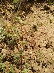 Bifora testiculata