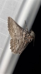 Hypobapta tachyhalotaria