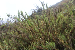 Chusquea tessellata