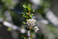 Ceanothus ophiochilus