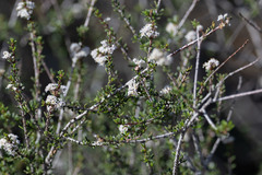 Ceanothus ophiochilus