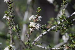 Ceanothus ophiochilus