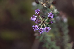 Linochilus phylicoides