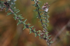 Linochilus phylicoides