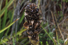 Puya cryptantha