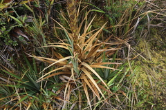 Puya cryptantha
