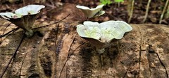 Trametes menziesii