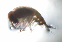 Hyperiidae