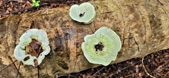 Trametes menziesii