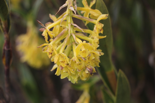 Image of Epidendrum zipaquiranum by (c) Andrés Ramírez-Barrera, some rights reserved (CC BY)