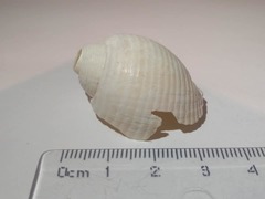 Tonna pennata