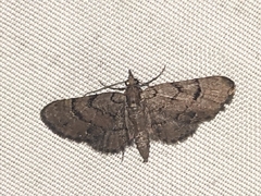 Eupithecia peckorum