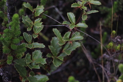 Berberis goudotii