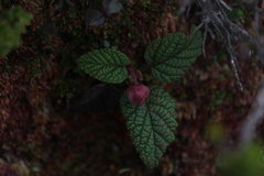 Rubus acanthophyllos