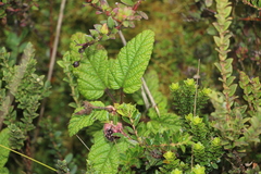 Rubus acanthophyllos