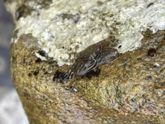 Petrolisthes cabrilloi