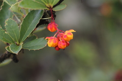 Berberis goudotii