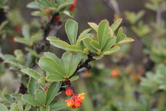 Berberis goudotii