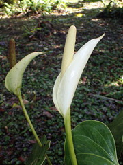 Anthurium monteverdense