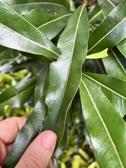 Stenocarpus sinuatus