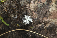 Pseudognaphalium paramorum