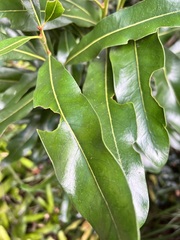 Stenocarpus sinuatus