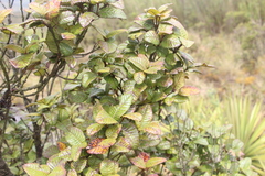 Weinmannia rollottii