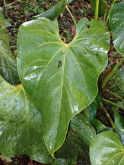 Anthurium monteverdense